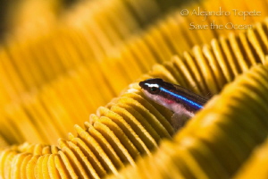 Cleanear in Coral, Turneffe island  Belize by Alejandro Topete 